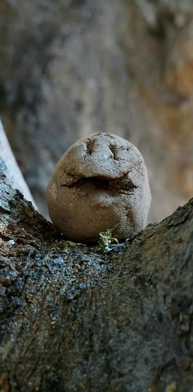 Happy mud rock