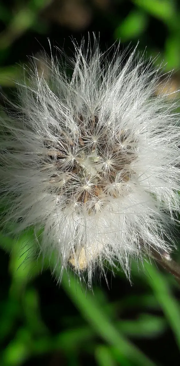 Dandelion to blow