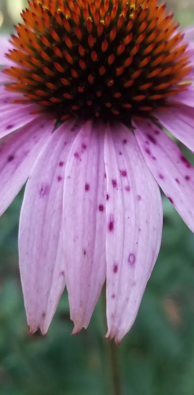 Speckled flower