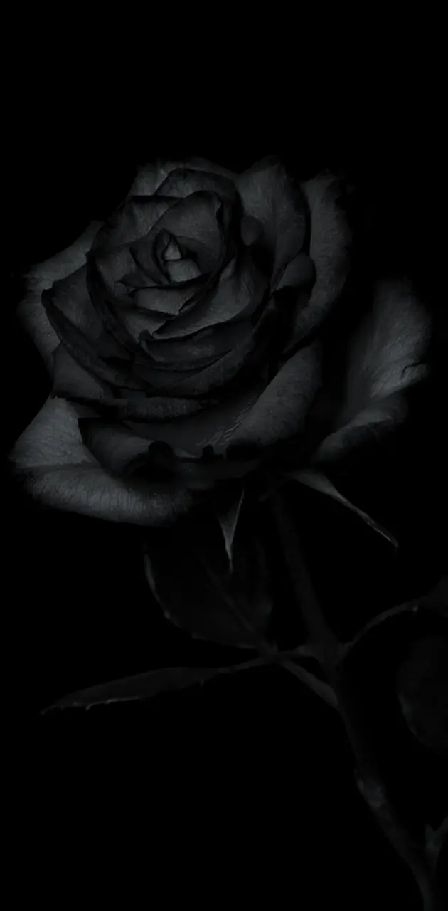 Black rose 