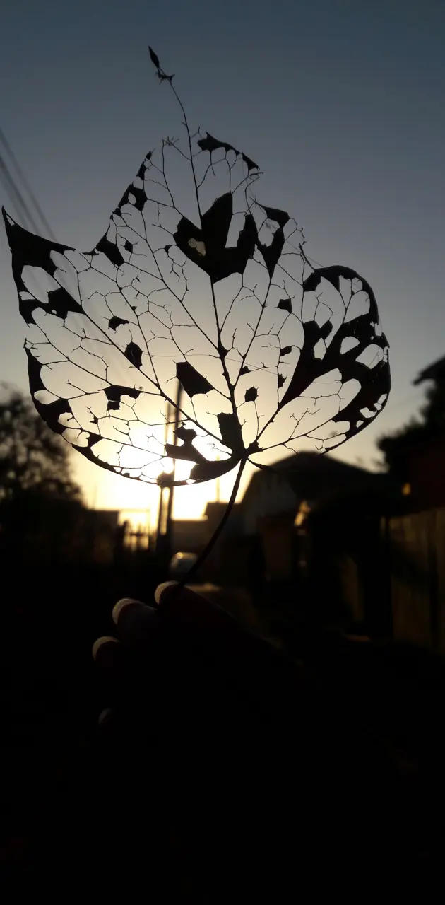 Leaf at sunset