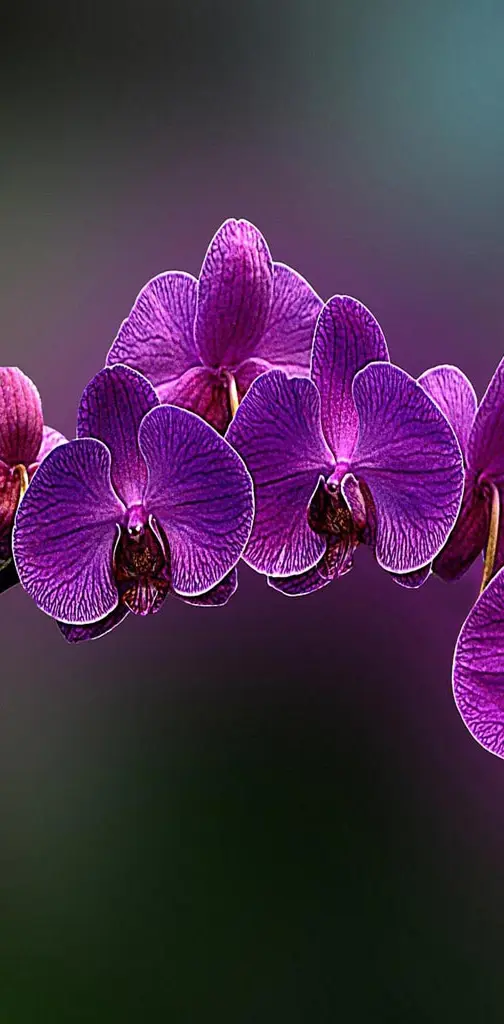 Flower Orchid Purple