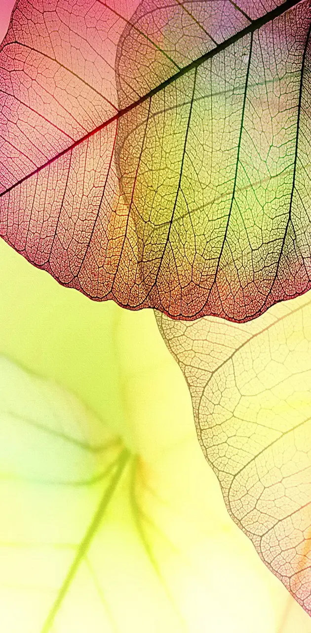Transparent Leaves
