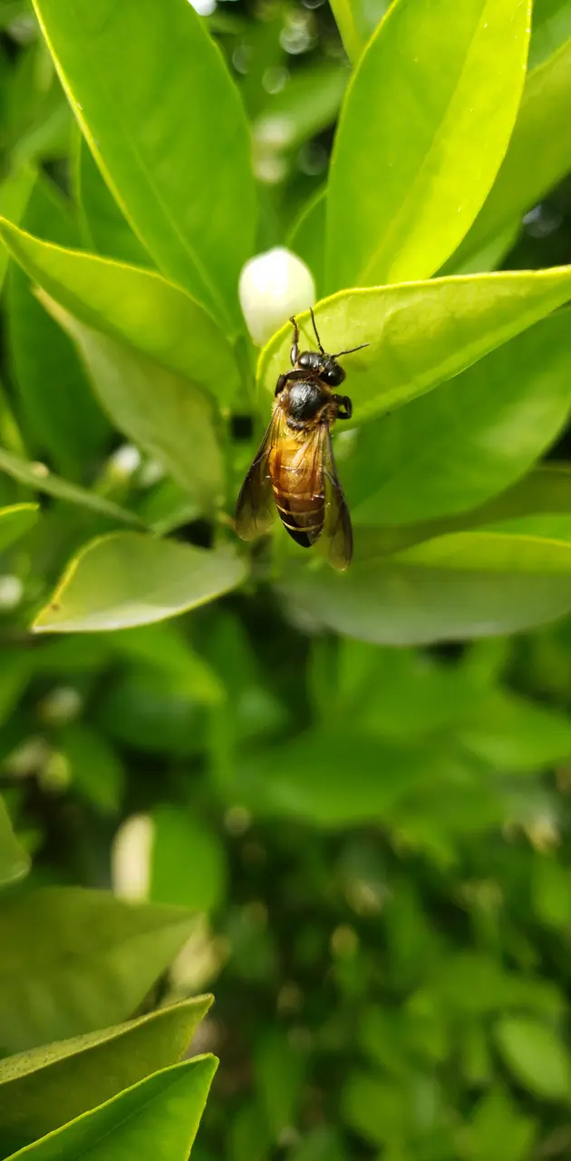 Nature honey bee