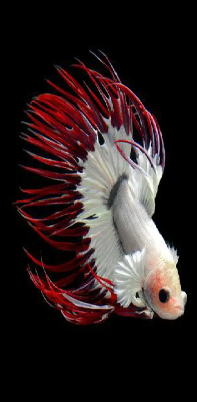 Red and white Beta