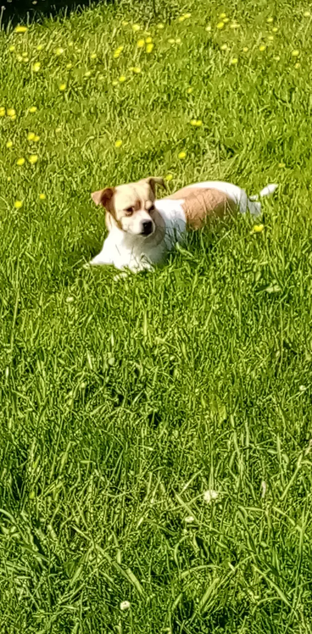 Doggo in grass