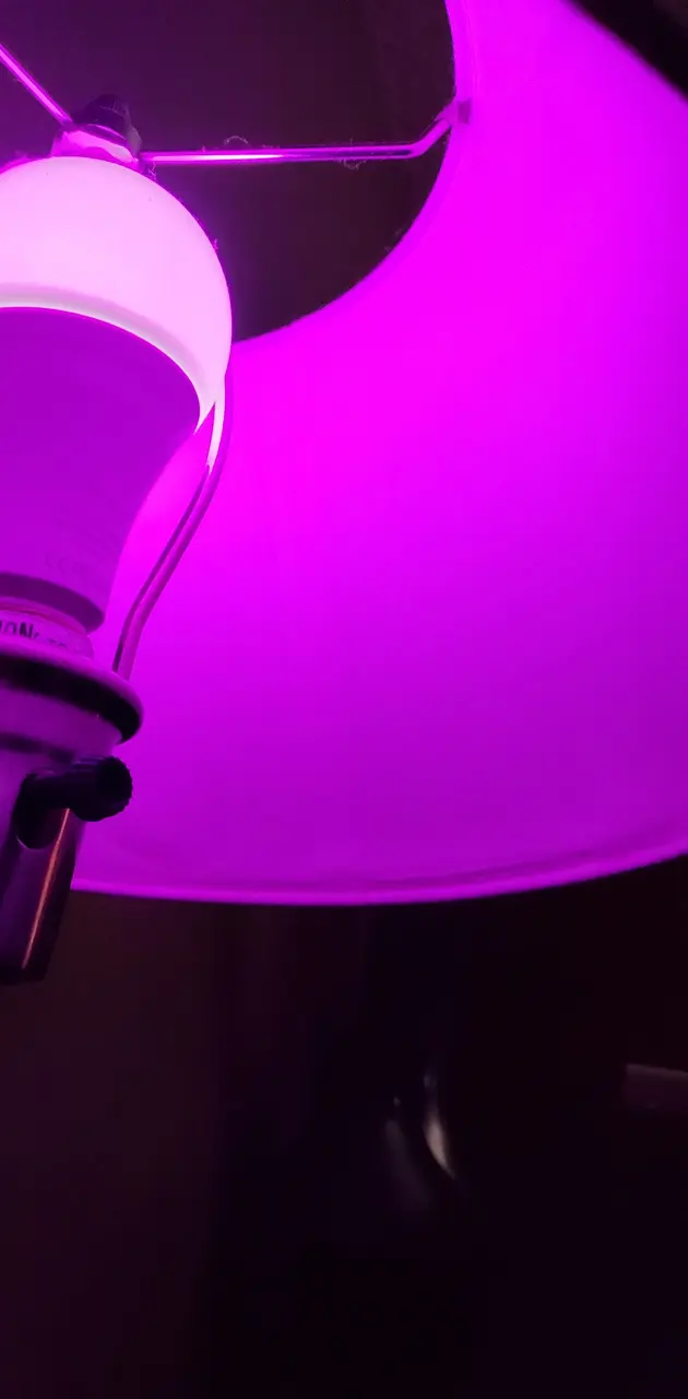Purple light