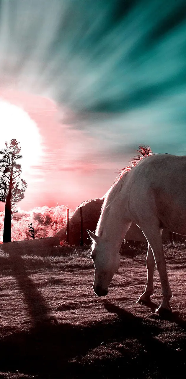 Horse on sunset
