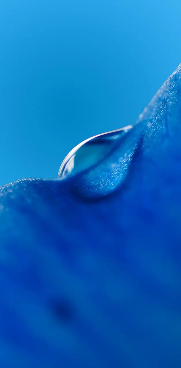 Dew drop Macro Blue