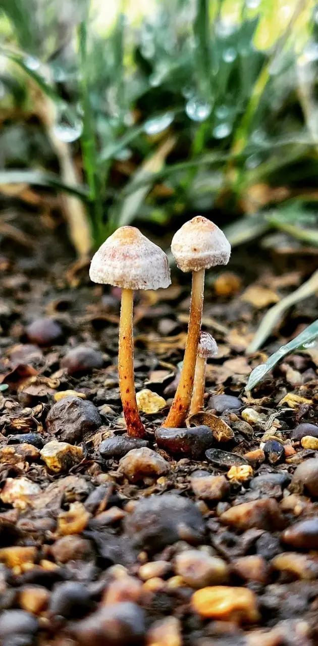 Mushroom photoholic