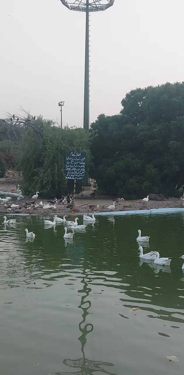 Ducks on pond