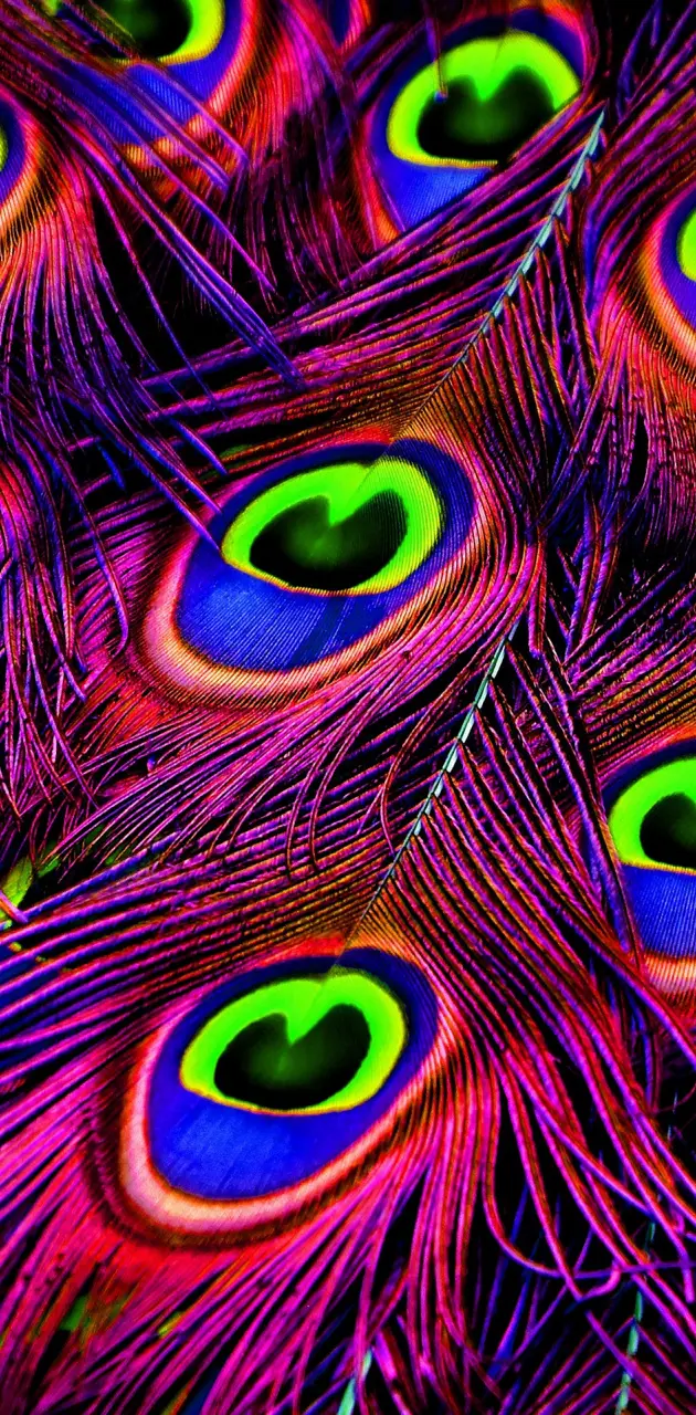 Peacock Feathers 4K