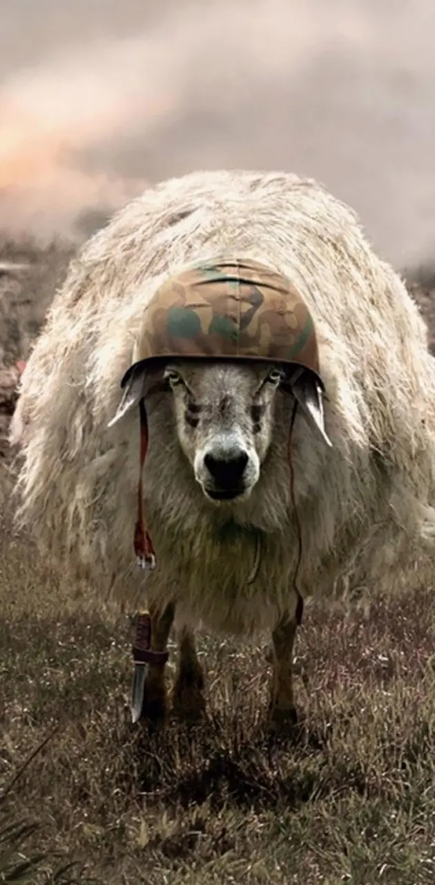 War Sheep