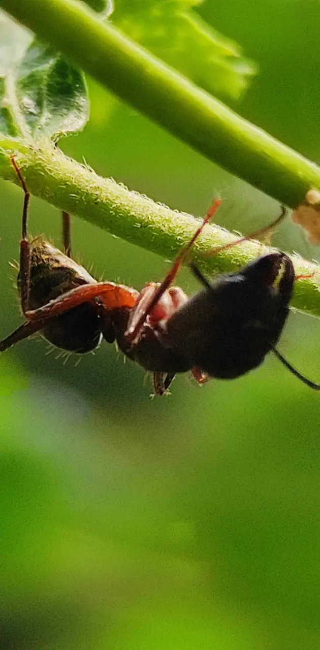 Ant 