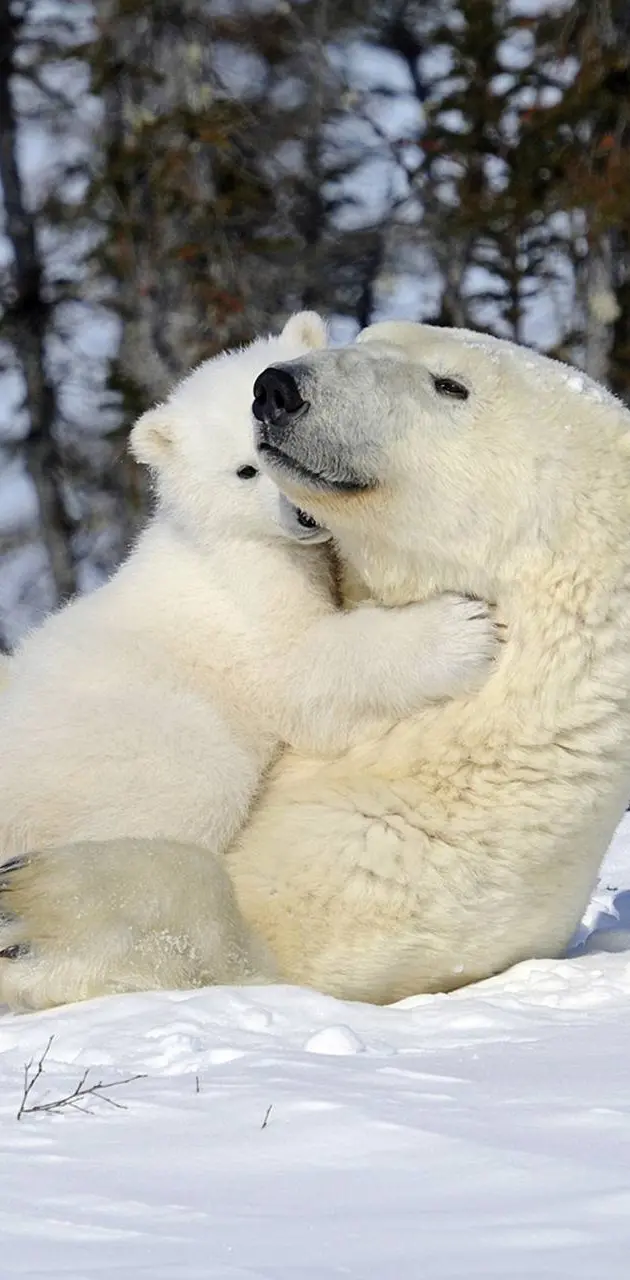 Babymoms polar bear