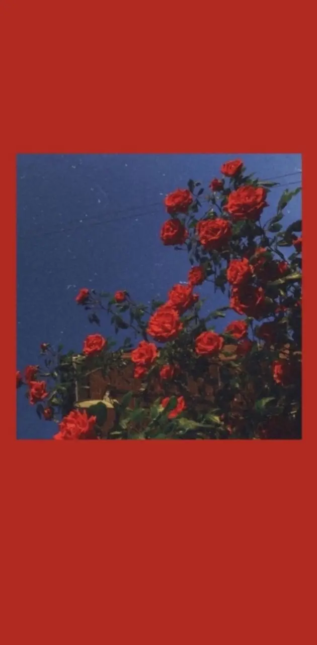 red roses aesthetic