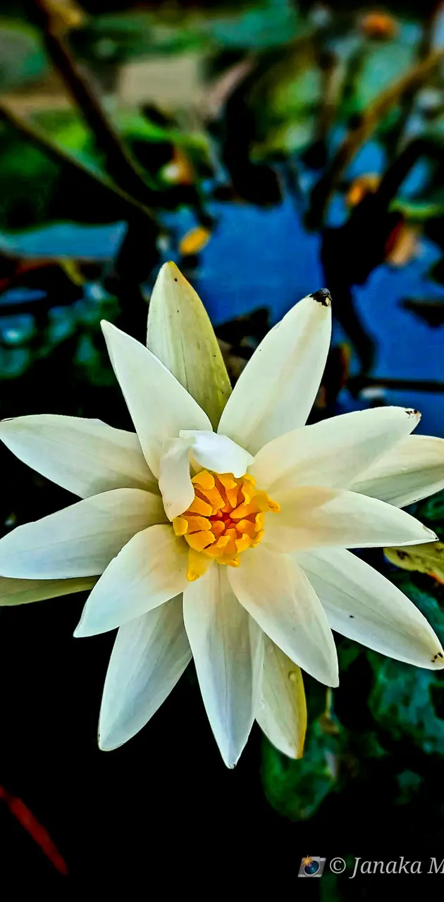 White lotus 