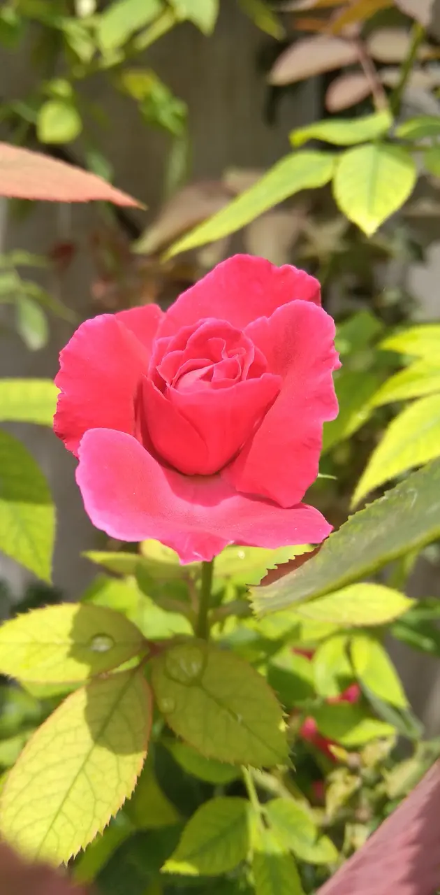 Gwalior rose