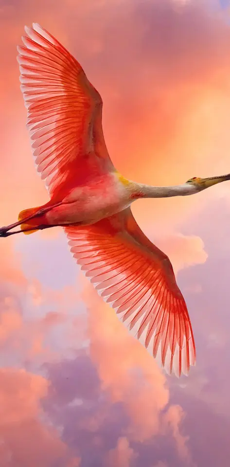 Free Flying Flamingo