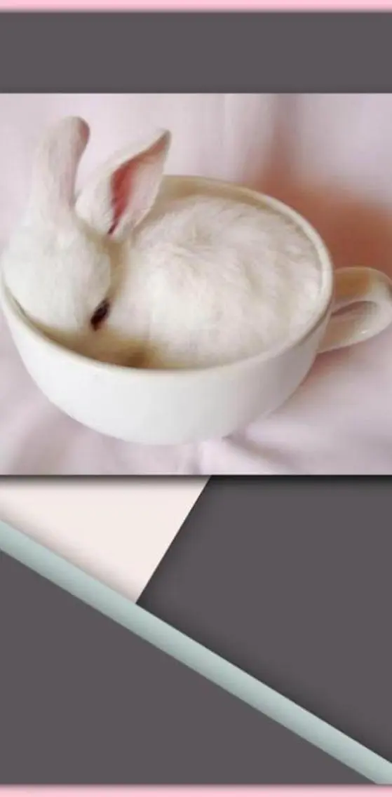 BunnyCup