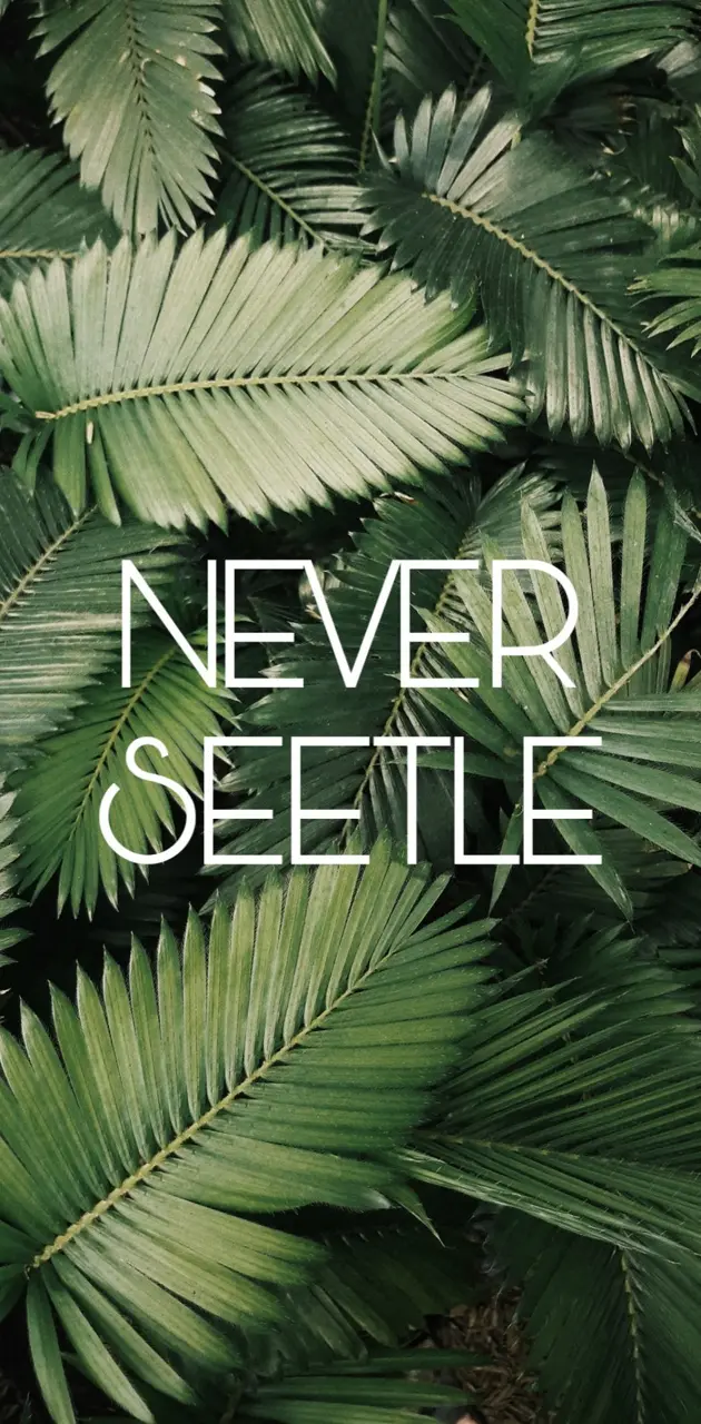 Never Seetle