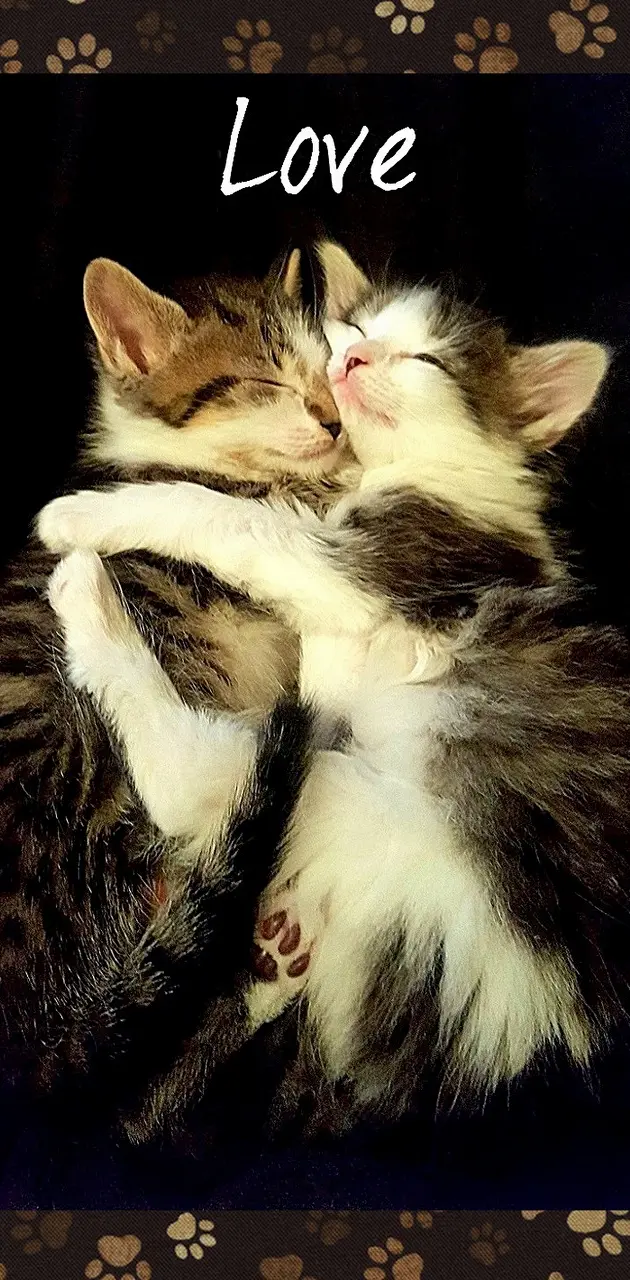 LOVE Kittens -cats