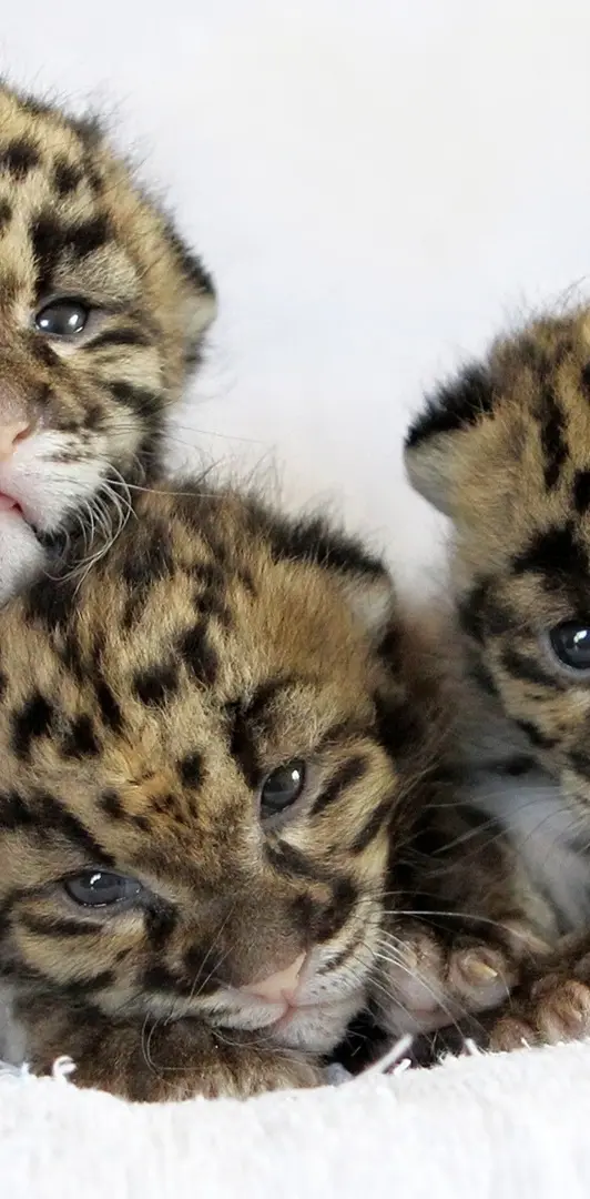 Baby Leopard Cubs