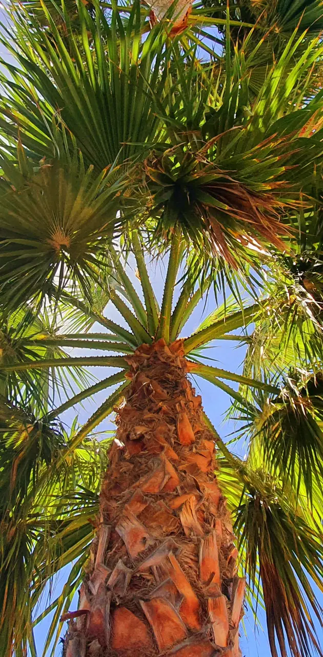 Three tree wallpaper by IndigoLili142 - Download on ZEDGE™ | 3df6