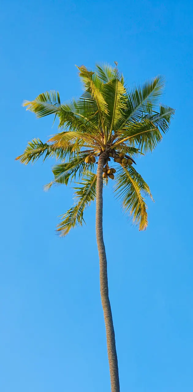 Coconut palm 