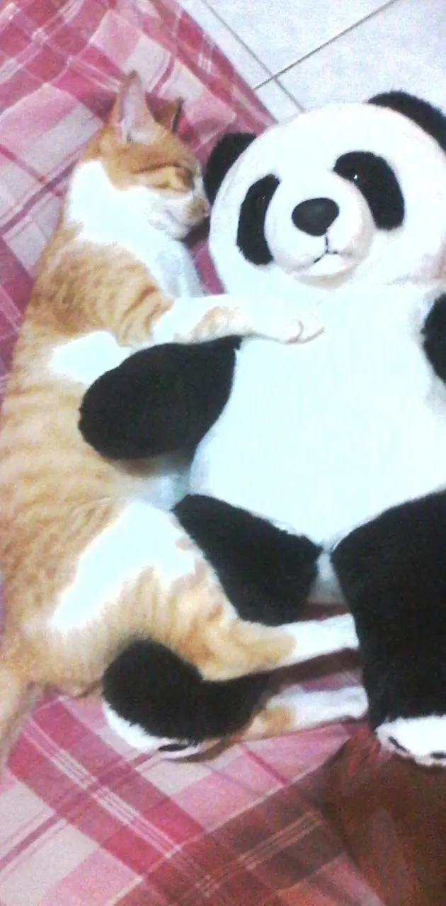 Panda Cat Hugs