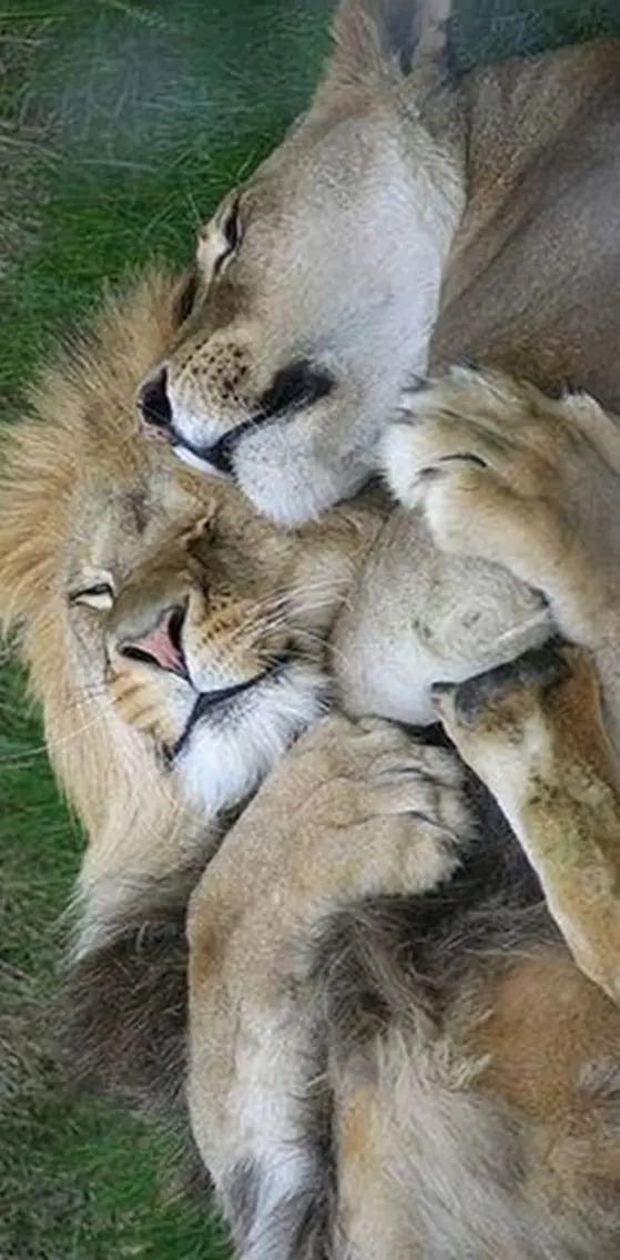 Lions Love Couple