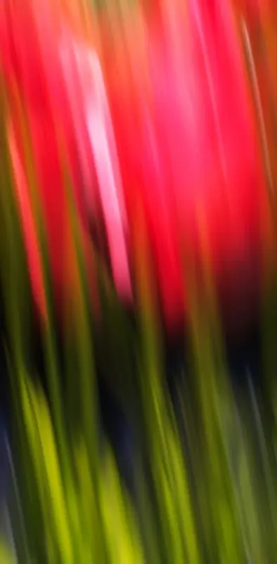 Blur Tulips
