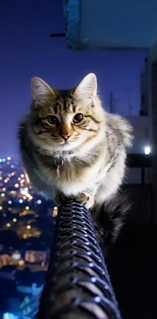 Cat On The Balcony