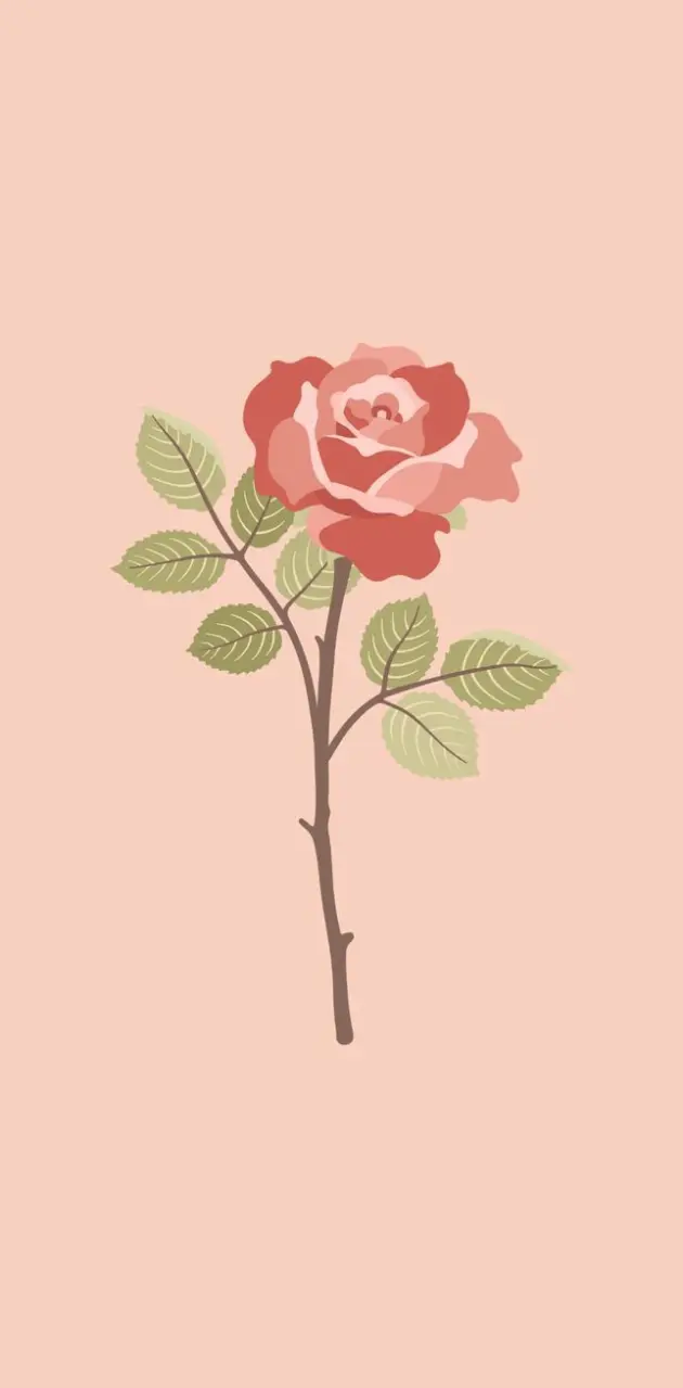 red rose Wallpaper