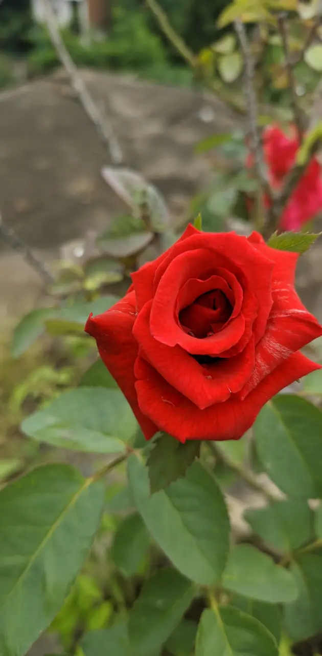 My garden Rose