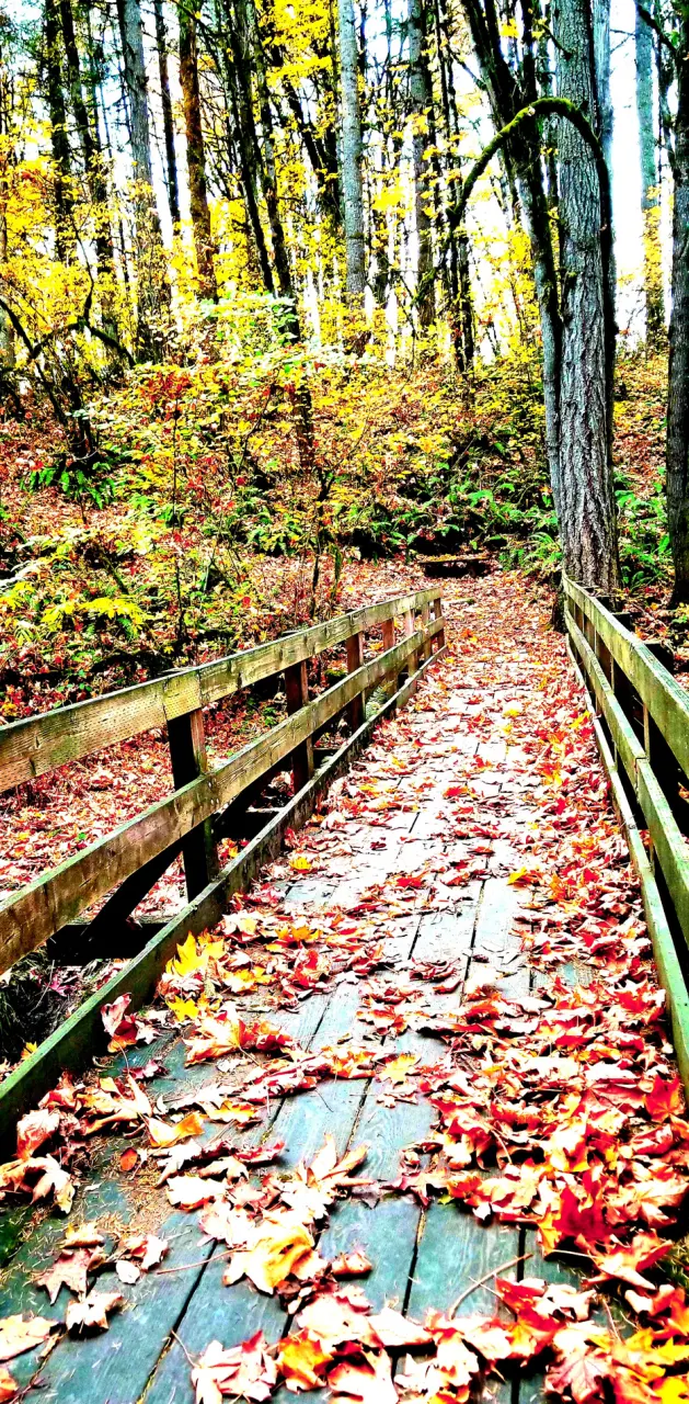 Fall forest bridge