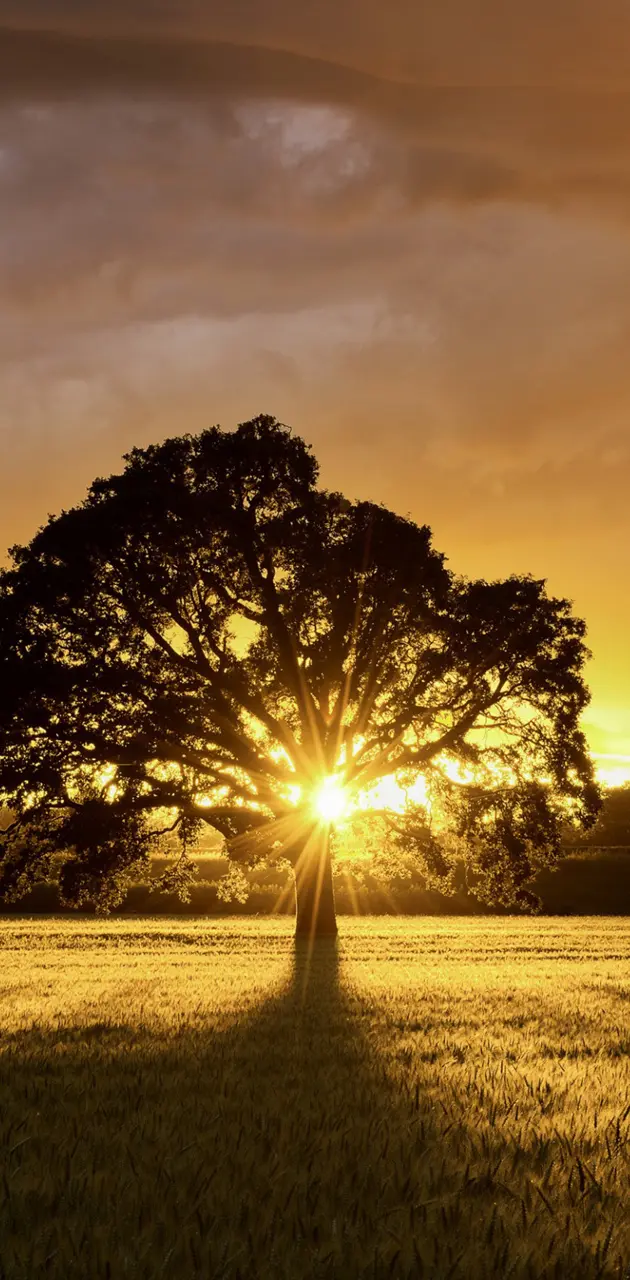 Tree Of Sunset
