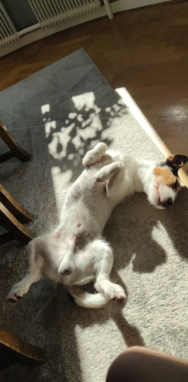 Dog sunbathing
