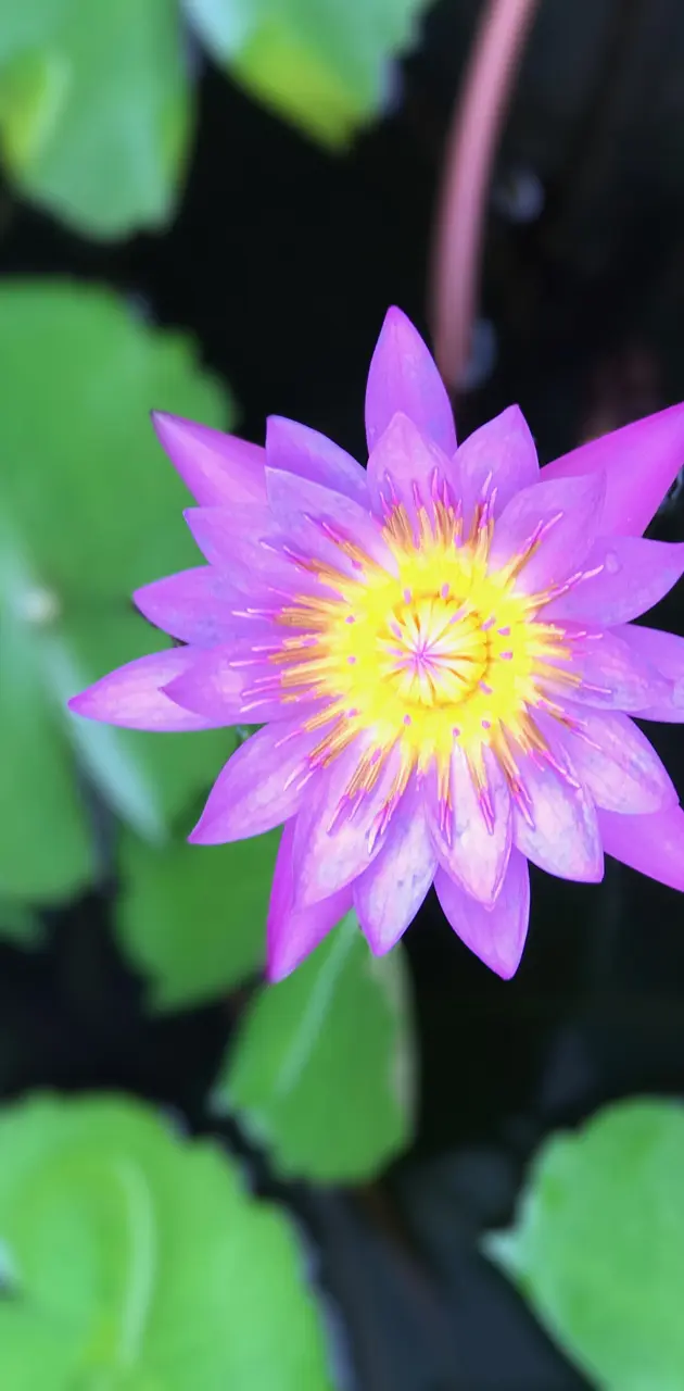 Vietnam Lotus