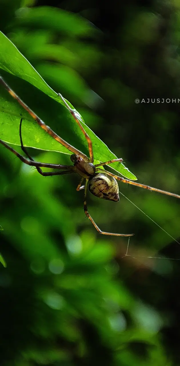 Spider , photography 