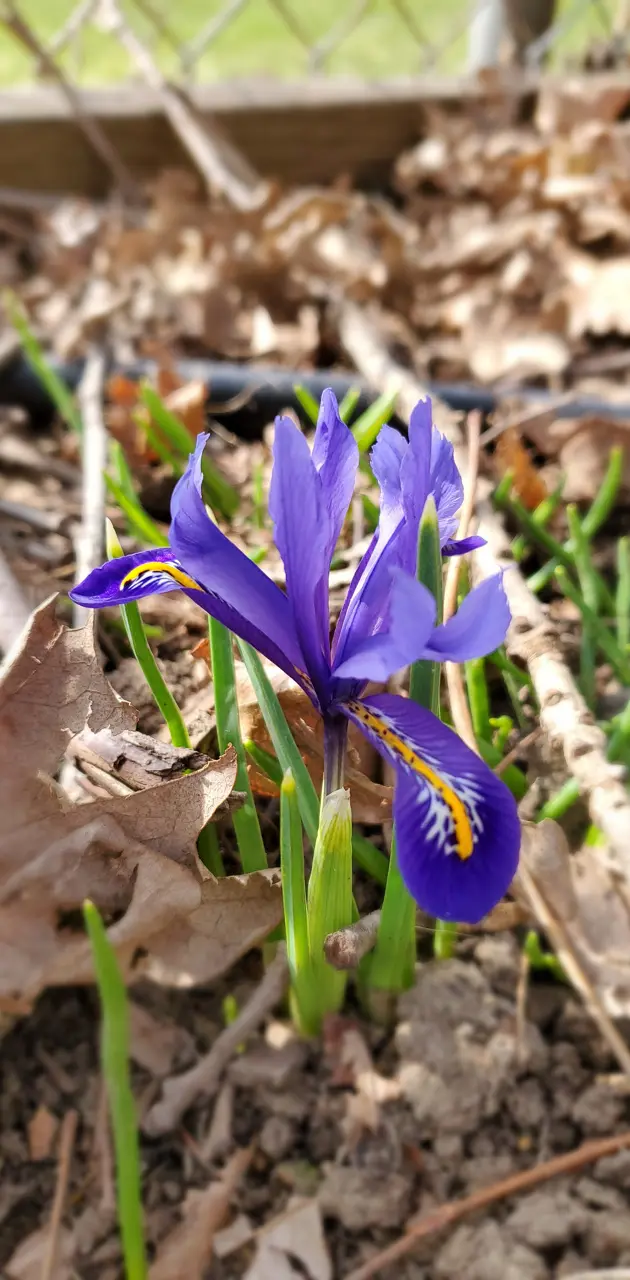 Early purple iris