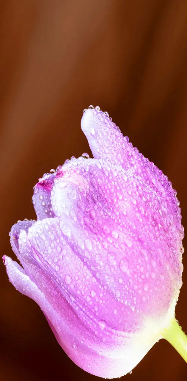 Tulip Purple 12