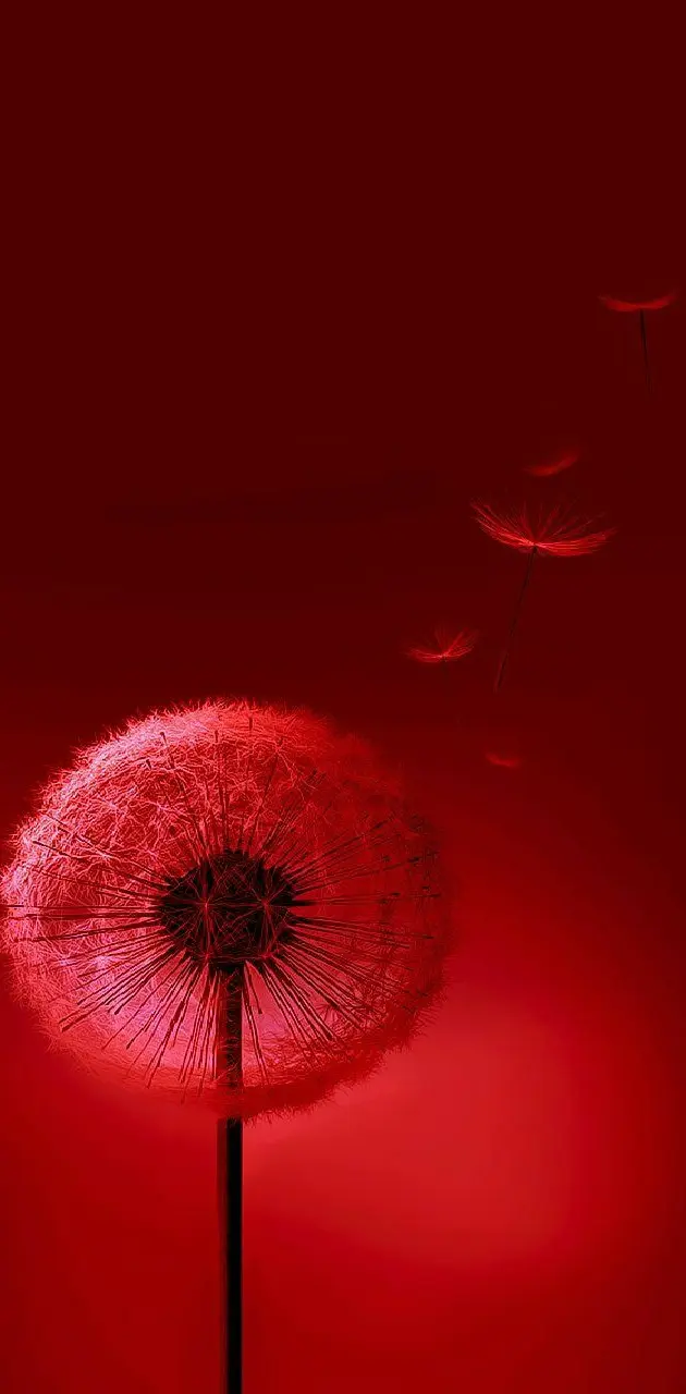 Red Dandelion 