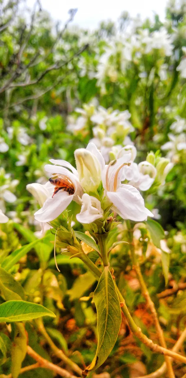 Flower Bee Love 4k