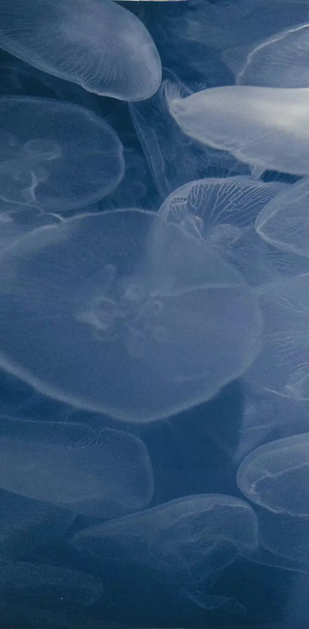 Jellyfish aesthetic 