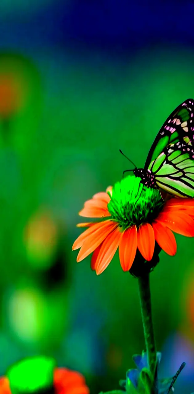 butterfly and flowers 