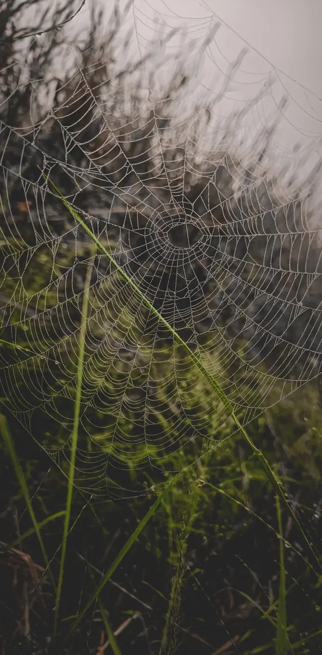 spiderweb raindrops 