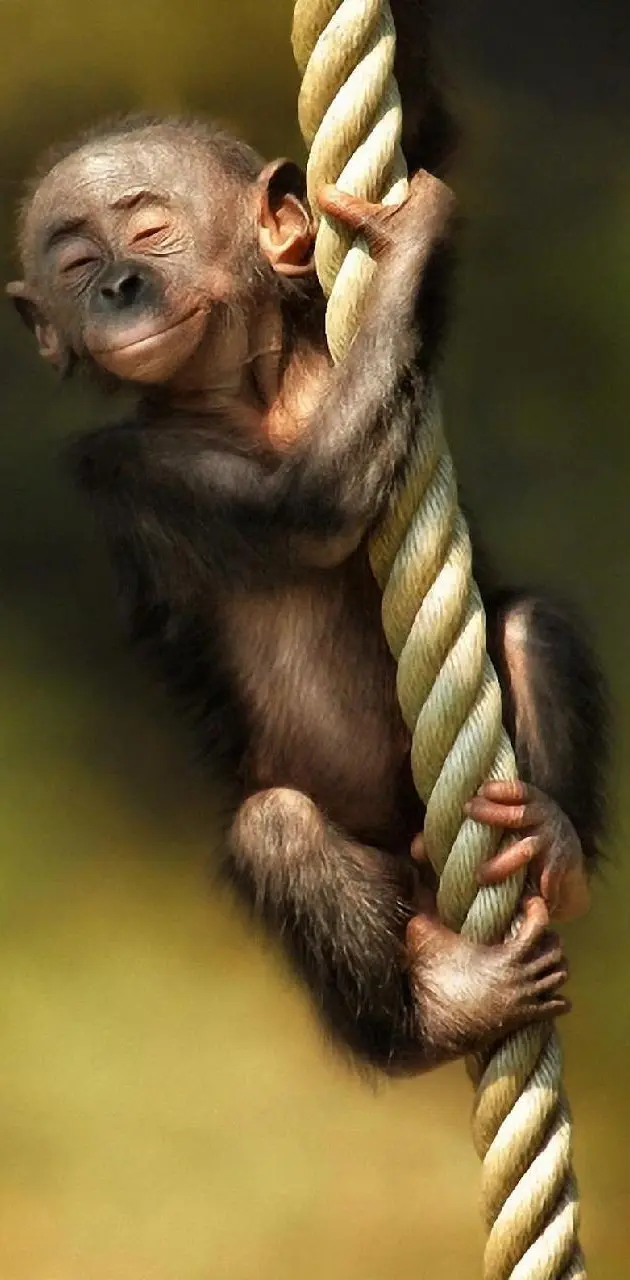Monkey Bz