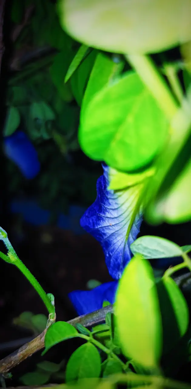 Blue petal flower