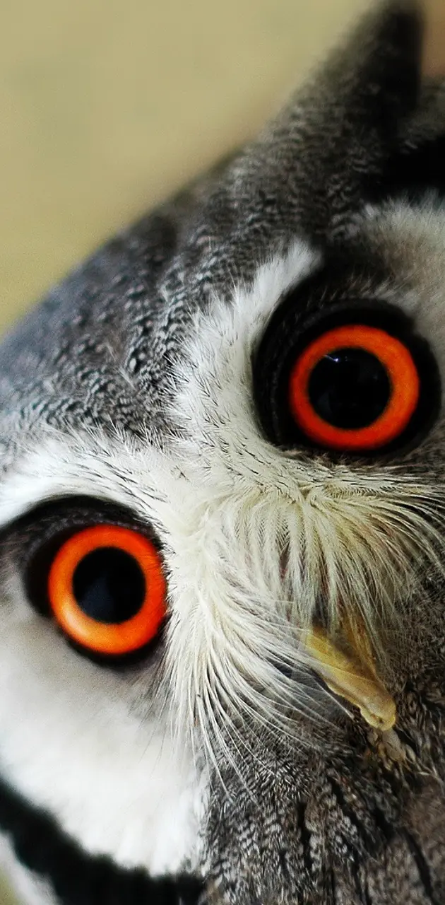 Owl Big Eyes